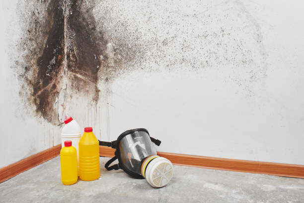 Best Mold Removal and Inspection  in Harvard, NE