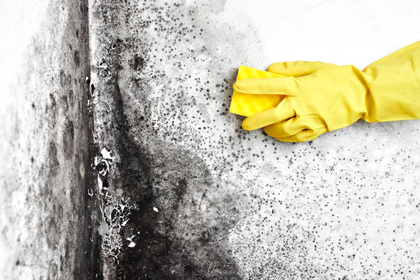 Best Toxic Mold Removal  in Harvard, NE
