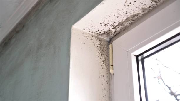 Best Mold Cleaning Services  in Harvard, NE