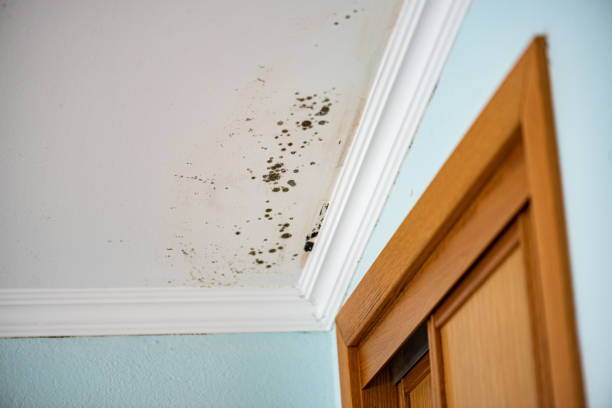 Best Mold Remediation  in Harvard, NE