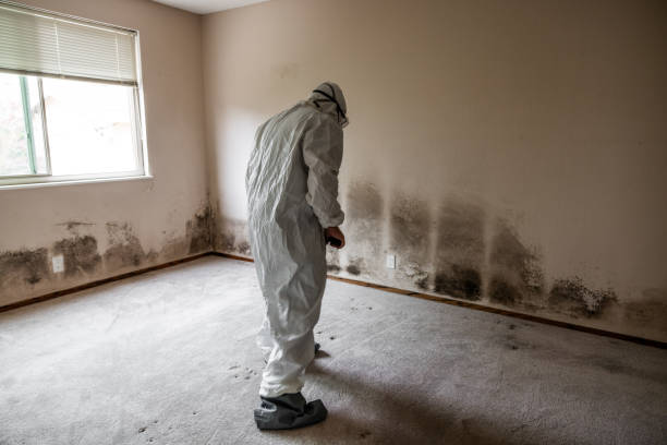 Best Local Mold Removal Service  in Harvard, NE