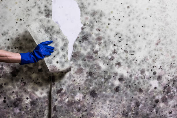 Mold Removal and Inspection in Harvard, NE