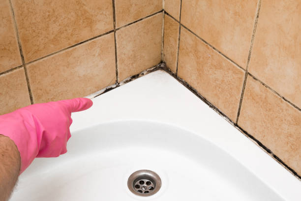 Best Mold Testing  in Harvard, NE